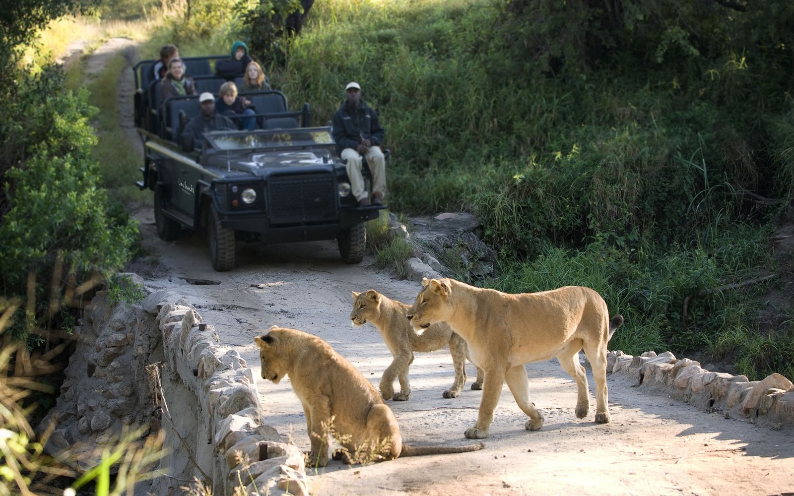 lionsandscontent